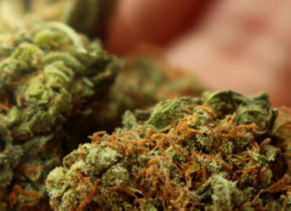 Louisville Metro Council lowers priority on marijuana possession – WKYT