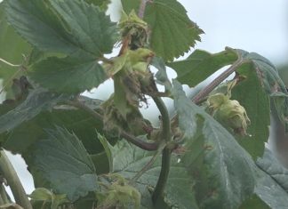 Johnson County hops producer investing $1.5 million keep up with local demand for craft breweries – KCRG