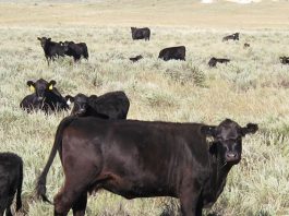UNL farm real estate market survey results for the Panhandle – Fence Post
