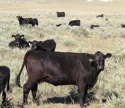 UNL farm real estate market survey results for the Panhandle – Fence Post
