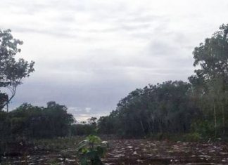 Jungle set on fire to build real estate project in Puerto Morelos, Quintana Roo – The Yucatan Times