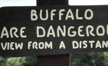 Teen gored by bison in North Dakota speaks out – INFORUM