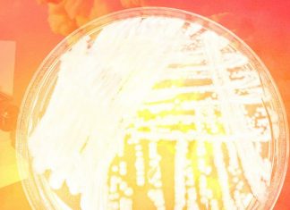 Meet the deadly new fungus (possibly) brought to you by climate change – Grist