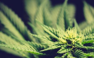 Investing in the Cannabis Industry – Market Realist