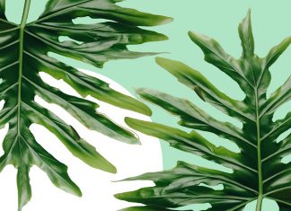 Step Aside, Fiddle-Leaf Fig—This Stunning, Sculptural Plant Is Trending – Real Simple