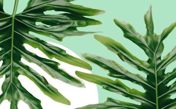 Step Aside, Fiddle-Leaf Fig—This Stunning, Sculptural Plant Is Trending – Real Simple
