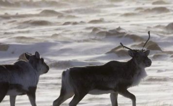 Tradition versus technology: Northerners debate use of drones in caribou hunting – SooToday.com