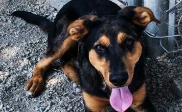 Clear the shelters! These pets are all available for adoption in Sacramento – Sacramento Bee