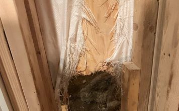 A bear broke in. Police responded. Then it punched through a wall ‘like the Kool-Aid Man.’ – Washington Post