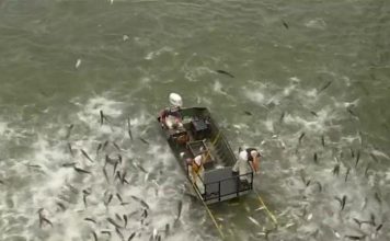 Stunned Asian carp leap from Kentucky lake during ‘electrofishing’ – BBC News