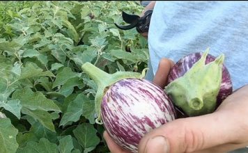 This Louisville Small Business Farms in Backyards – Spectrum News 1