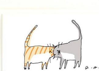 Purrfect Day First Anniversary – kyhumane.org