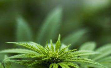 Canopy Growth: What to Expect from Its Earnings Today – Market Realist