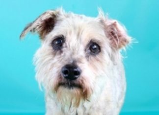 Senior Dogs in Louisville Fetch Grant – kyhumane.org