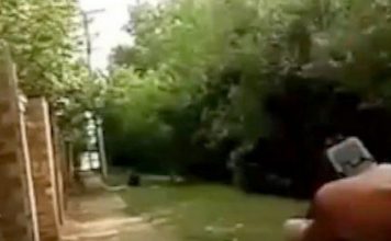 Woman killed as US officer fires at dog – BBC News