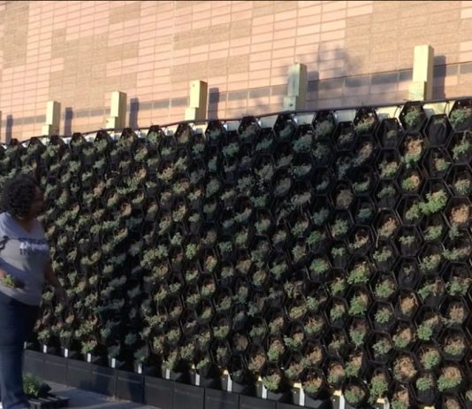 Giant Plant Wall in Louisville Addresses Pollution – Spectrum News 1