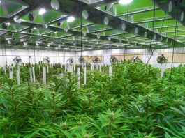 Miami’s Ladenburg Thalmann Finances $141M Cannabis Real Estate Offering | Daily Business Review – Law.com