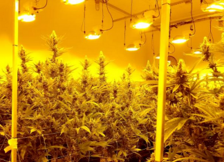 Texas Investments Ignite Accusations Of Hypocrisy From Marijuana Advocates – KERA News