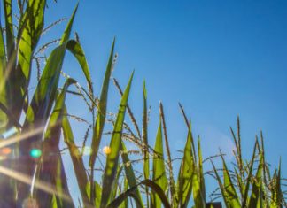 Nebraska farm real estate value increases, cash rents decrease – KTIC