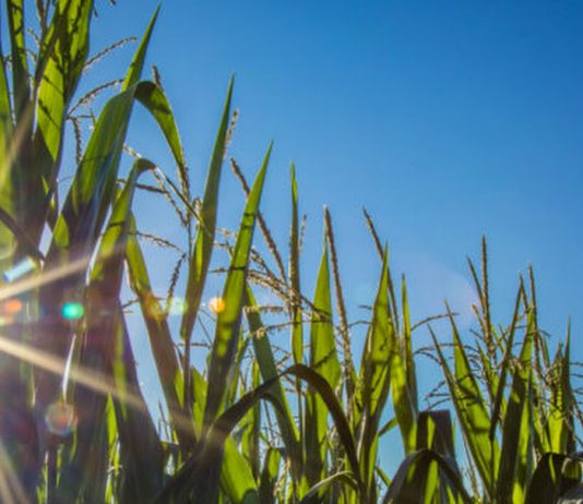 Nebraska farm real estate value increases, cash rents decrease – KTIC