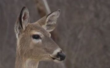 Hunters question if whitetail deer safe to eat with EEE outbreak – WWMT-TV