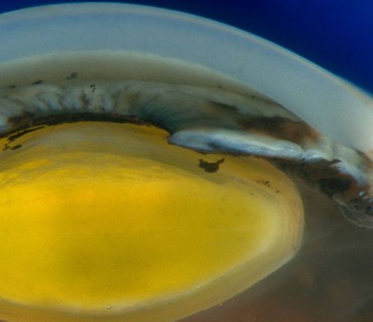 Daily briefing: ESA satellite forced to move to avoid SpaceX collision – Nature.com