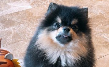 #KingYeontanDay and #HappyBirthdayTannie trending worldwide as ARMY celebrates the birthday of V’s dog – allkpop