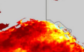 Is ‘The Blob’ Back? Latest Marine Heat Wave Could Pose New Risks To Sea Life – NPR